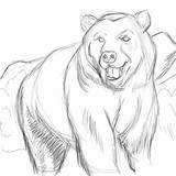 Sketch Bear Drawings Bears Draw Drawing Brown Sketches Animal Coloring Sketching Deviantart Cool Face Adults Pages Head Cartoon Choose Board sketch template