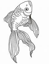 Coloring Fish Goldfish Pages Drawing Realistic Kids Do Parrot Clipart Animal Drawings Coloringhome Line Beta Tropical Adult Printactivities Print Koi sketch template