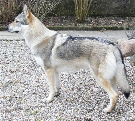 fileczechoslovakian wolfdog profile bigjpg wikipedia