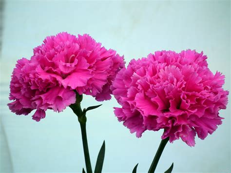 beautiful pink carnation flower wallpaper tadka