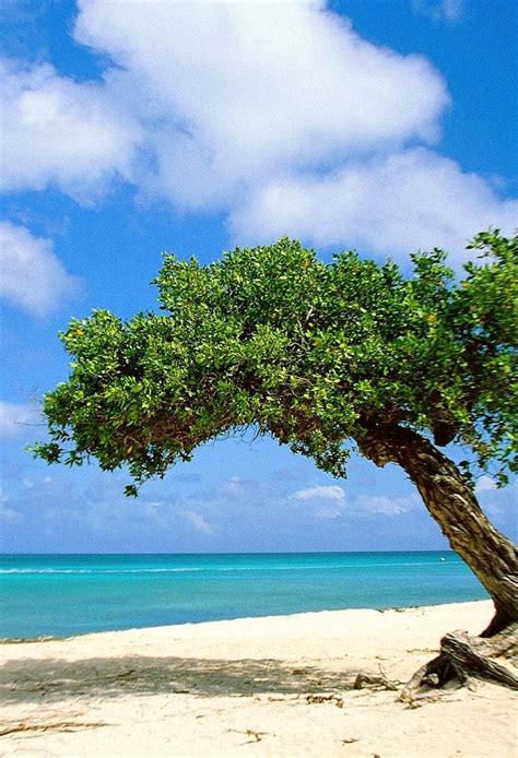 Divi Divi Tree Aruba I Have Never Seen Such Gorgeous