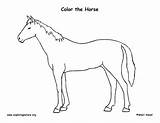 Horse Coloring Labeling Detailed sketch template