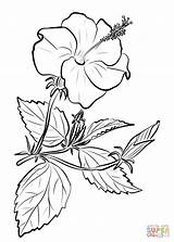 Coloring Chinese Hibiscus Pages Drawing Flower Printable Rose China Yellow Getdrawings Categories sketch template