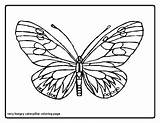 Butterfly Coloring Pages Cocoon Getcolorings Unique Caterpillar Hungry sketch template