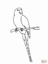 Macaw Coloring Pages Drawing Jamaican Scarlet Printable Hyacinth Getdrawings Ara Drawings Comments Supercoloring Printables Perched sketch template