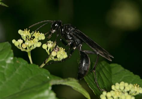 Apoid Wasps Apoidea Traditional Sphecidae Sphex Pensylvanicus