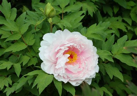 square feet  peonies