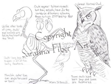 owl reference chart printed laminated  sarafinafiberart  etsy