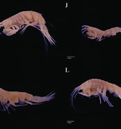 Afbeeldingsresultaten voor Rhachotropis helleri. Grootte: 174 x 185. Bron: www.researchgate.net
