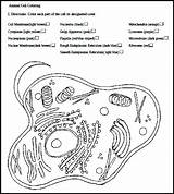 Cell Animal Coloring Worksheet Plant Cells Key Worksheets Diagram Labels Color Drawing Answers Nervous System Science Parts Pages Cytology Sheet sketch template