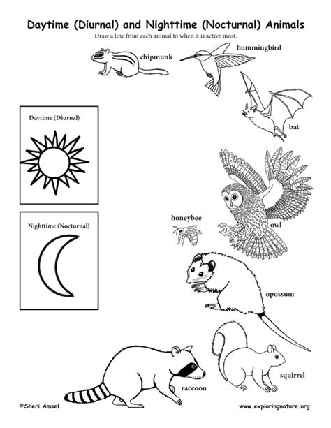 printable nocturnal animals worksheets