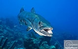 Afbeeldingsresultaten voor "sphyraena Barracuda". Grootte: 158 x 99. Bron: www.robertharding.com