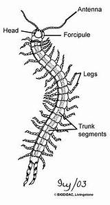 Centipede Centipedes Chilopoda Anatomy Diplopoda Myriapoda Class Diagram Life Invertebrates Drawing System Insects Myriapod Millipede Phylum Millipedes Marlin Ac sketch template