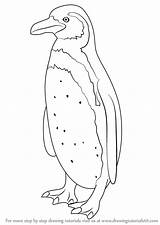 Penguin Humboldt Draw Drawing Step Animals Drawingtutorials101 Antarctic Drawings Learn Tutorials Animal Tutorial sketch template