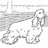 Coloring Pages Dog Spaniel Cocker Dogs Sheltie Online Books Book Kids sketch template