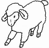 Coloring Sheep Outline Popular Pages sketch template