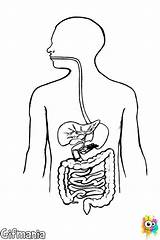 Digestivo Aparato Sistema Nombres Partes Gastrointestinal Niños Tract Aparatos Ciencias Maquetas Maqueta Completar Abrir sketch template
