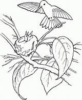Hummingbird Kolibri Kids Ausmalbilder Kolorowanki Dzieci Dla Koliber Beija Colibri Chupando Birds Kolibry Bestcoloringpagesforkids Malvorlagen Coloringme Pokolorujmy sketch template