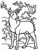 Coloring Deer Elk Hunting Chevreuil Clipartmag Zapisano sketch template