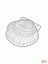 Coloring Seashell Pages Shell Printable Kids Shells Sea Scallop Colouring Drawing Sheets Seashells Book Bestcoloringpagesforkids Template Beach Patterns Outlines Supercoloring sketch template