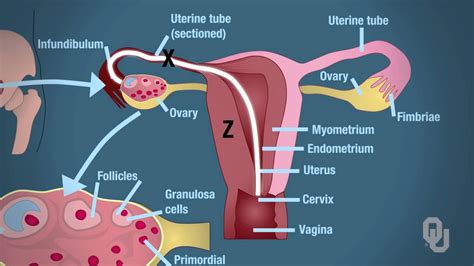 Anatomy And Physiology Of Female Reproductive System Youtube
