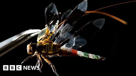 living dragonfly drones  flight bbc news