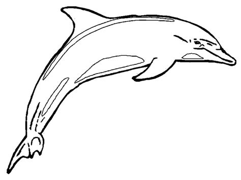 printable dolphin coloring pages  kids