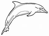 Dolphin Coloring Pages Kids Dolphins Realistic Library Clipart sketch template