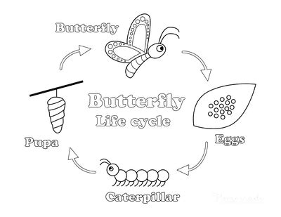 butterfly coloring pages  kids adults