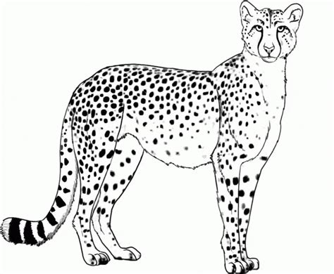 cheetah coloring pages printable