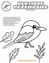 Coloring Mockingbird Birdwatchingacademy sketch template