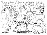 Coloring Pages Rainforest Tropical Getcolorings Lovely sketch template