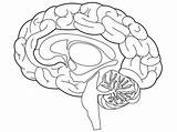 Psychology Structures sketch template