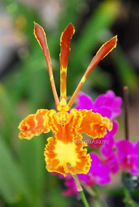 Exoticflowers Rare Orchids Beautiful Orchids Rare Flowers