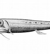 Afbeeldingsresultaten voor "Pachystomias Microdon". Grootte: 171 x 185. Bron: fishesofaustralia.net.au