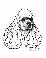 Spaniel Cocker Coloring Pages Drawing Springer English Getcolorings Getdrawings Printable Color Show Head sketch template