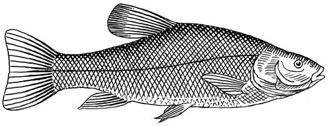 real fish black  white clipart