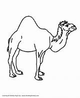 Coloring Camel Pages Wild Animals Animal Hump Single Activity Kids Sheet Honkingdonkey Print Fun Different sketch template