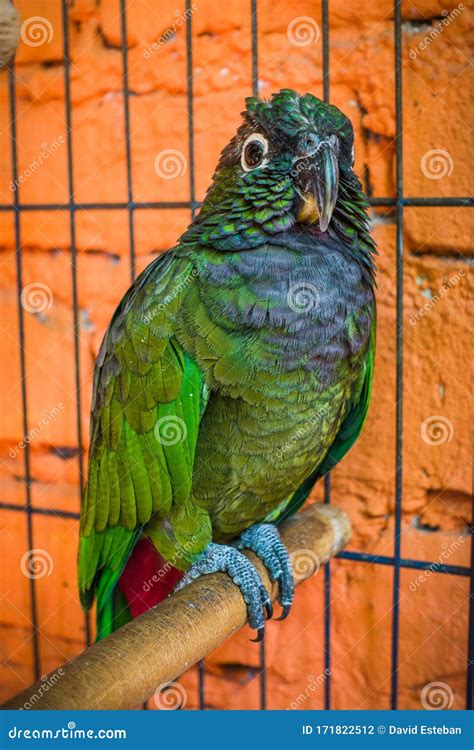 pionus parrot royalty  stock photography cartoondealercom