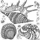 Zentangle Drawings Seashells Fotolia Zentangles Pages Shell Visit Vector Patterns Colouring Au sketch template