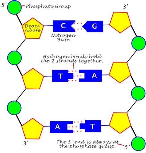 Rna Nitrogenous Base Adenine Uracil Guanine Cytosine 5 Carbon