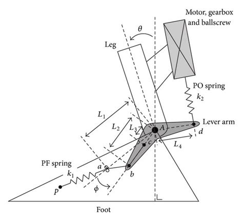 schematic representation  amp foot   scientific diagram