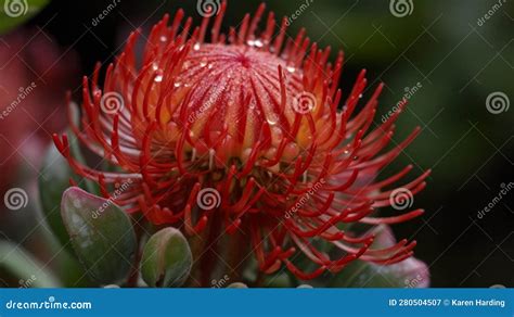 Close Up Of Red Waratah Flower Stock Image 280504507