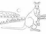 Wallaby Necked Dzieckiem Swoim Designlooter Drukuj sketch template