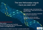 Afbeeldingsresultaten voor "helicosalpa Virgula". Grootte: 143 x 100. Bron: www.researchgate.net