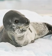 Afbeeldingsresultaten voor "diphyes Antarctica". Grootte: 173 x 185. Bron: www.treehugger.com