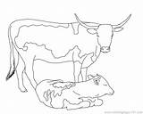 Coloring Calf Pages Golden Cow Longhorn Baby Cattle Printable Getcolorings Getdrawings Cows Drawings Designlooter Colorings Drawing sketch template