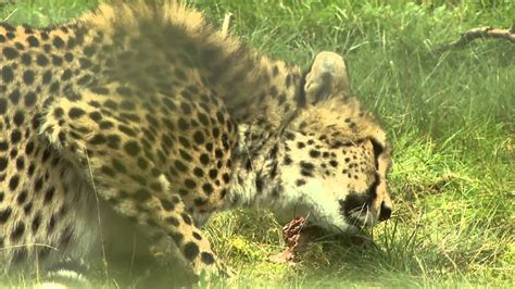 cheetah safaripark beekse bergen youtube