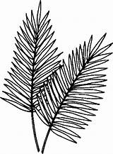 Fern Frond Getcolorings Clipartmag sketch template