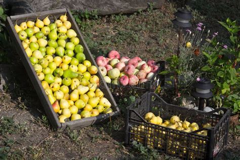 fruit harvest  stock photo image  fruit wellness